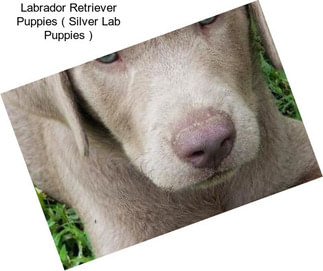 Labrador Retriever Puppies ( Silver Lab Puppies )