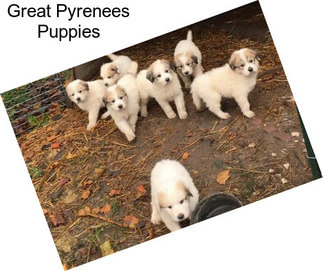 Great Pyrenees Puppies