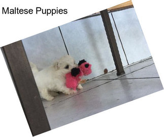 Maltese Puppies