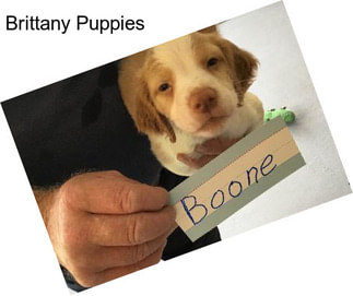 Brittany Puppies