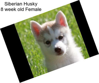 Siberian Husky 8 week old Female