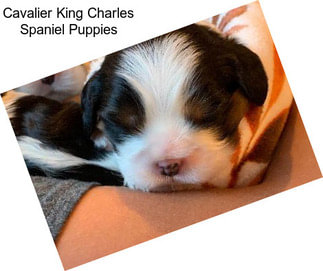 Cavalier King Charles Spaniel Puppies