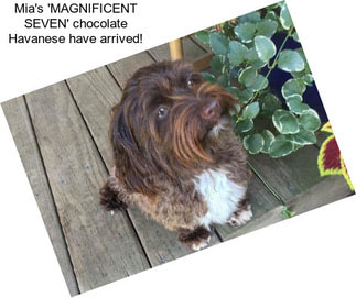 Mia\'s \'MAGNIFICENT SEVEN\' chocolate Havanese have arrived!