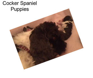 Cocker Spaniel Puppies