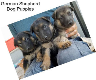 German Shepherd Dog Puppies