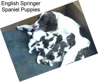 English Springer Spaniel Puppies