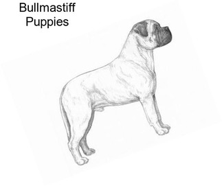 union valley bullmastiffs