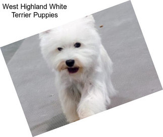 West Highland White Terrier Puppies