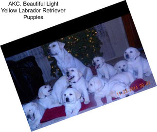 AKC. Beautiful Light Yellow Labrador Retriever Puppies