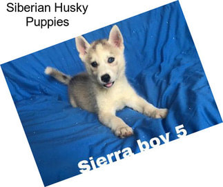 Siberian Husky Puppies