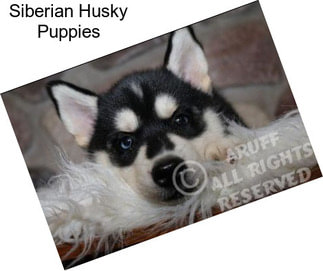 Siberian Husky Puppies