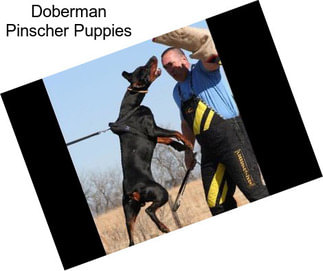 Doberman Pinscher Puppies