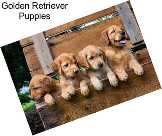 Golden Retriever Puppies