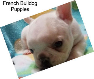 French Bulldog Puppies