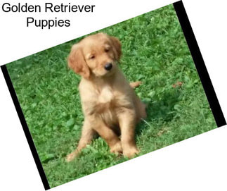 Golden Retriever Puppies