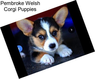 Pembroke Welsh Corgi Puppies