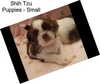 Shih Tzu Puppies - Small