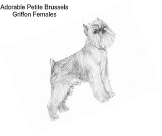 Adorable Petite Brussels Griffon Females