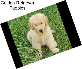 Golden Retriever Puppies