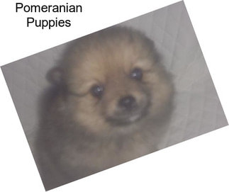 Pomeranian Puppies