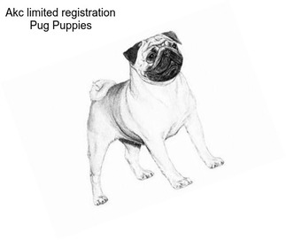 Akc limited registration Pug Puppies