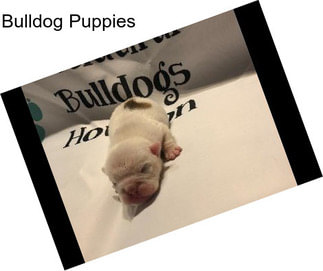 Bulldog Puppies