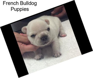 French Bulldog Puppies