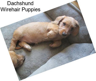 Dachshund Wirehair Puppies