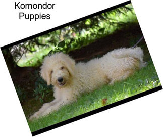 Komondor Puppies