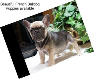 Beautiful French Bulldog Puppies available