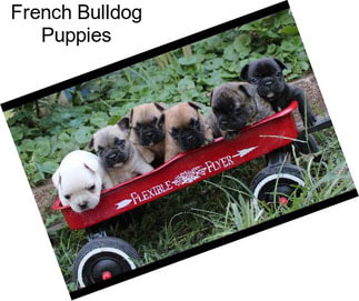 French Bulldog Puppies