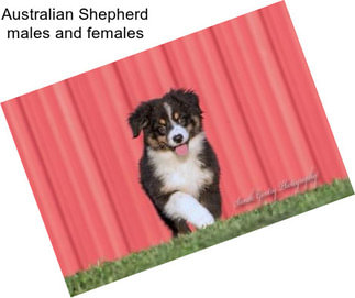 Australian Shepherd males and females