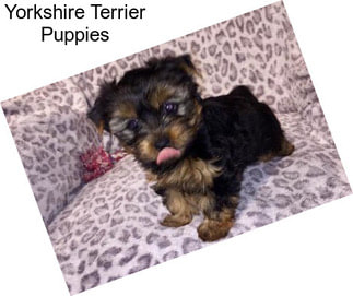 Yorkshire Terrier Puppies