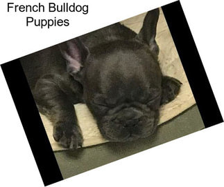 French Bulldog Puppies