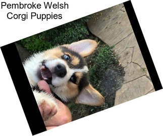 Pembroke Welsh Corgi Puppies