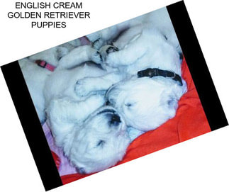 ENGLISH CREAM GOLDEN RETRIEVER PUPPIES