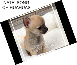 NATELSONG CHIHUAHUAS