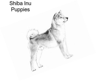 Shiba Inu Puppies