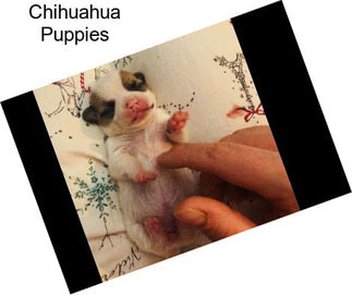 Chihuahua Puppies