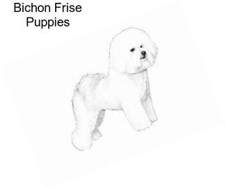 Bichon Frise Puppies