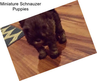 Miniature Schnauzer Puppies