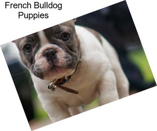 French Bulldog Puppies