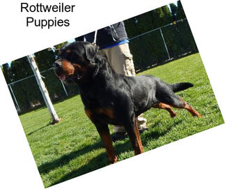 Rottweiler Puppies