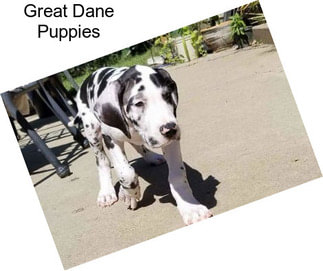 Great Dane Puppies