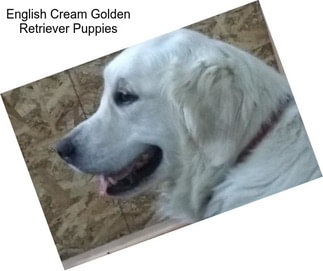 English Cream Golden Retriever Puppies