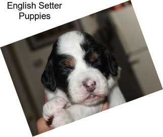 English Setter Puppies