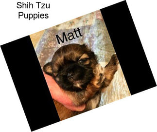 Shih Tzu Puppies