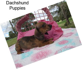 Dachshund Puppies