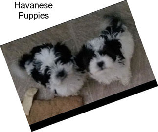 Havanese Puppies