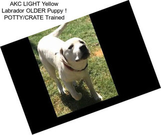 AKC LIGHT Yellow Labrador OLDER Puppy ! POTTY/CRATE Trained